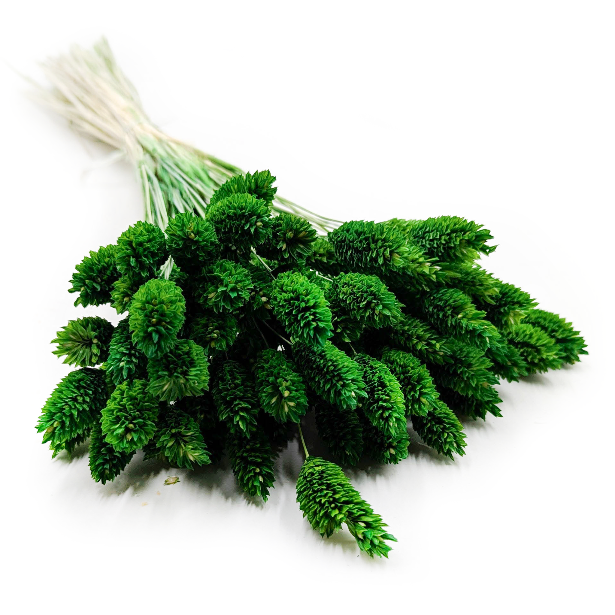 Dried Phalaris - Canary Grass - Bottle Green