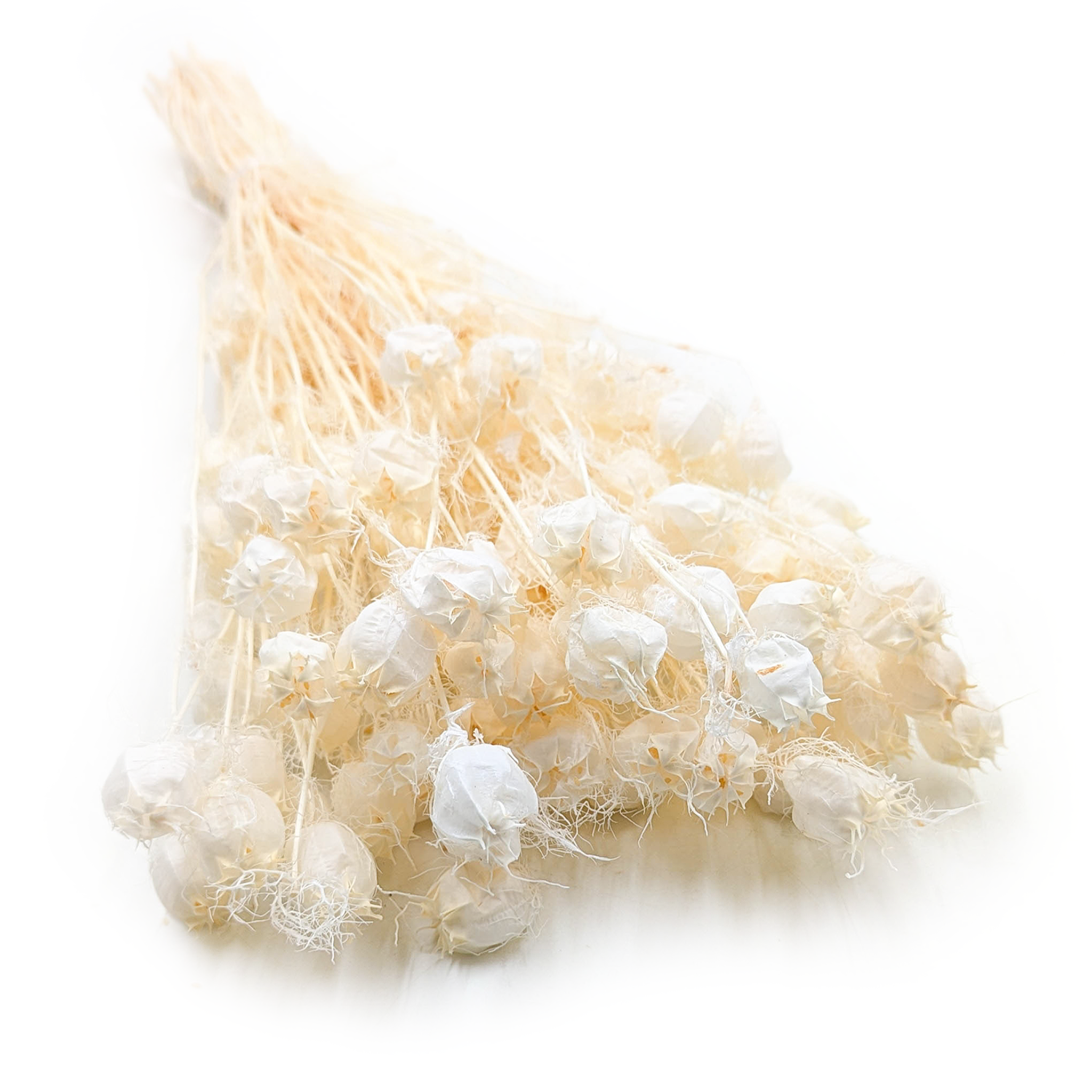 Damascus black cumin Dried - (Nigella Damascena) - Bleached
