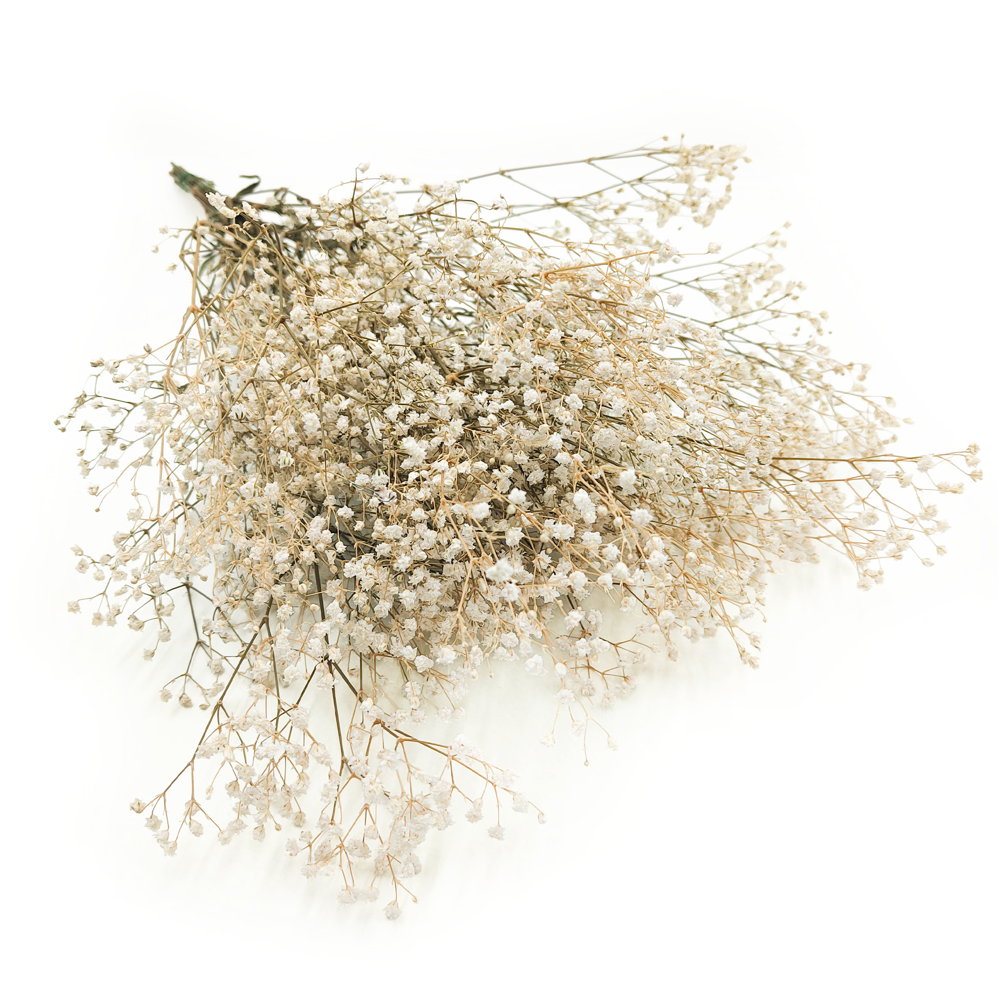Preserved Gypsophila - Baby's Breath - White