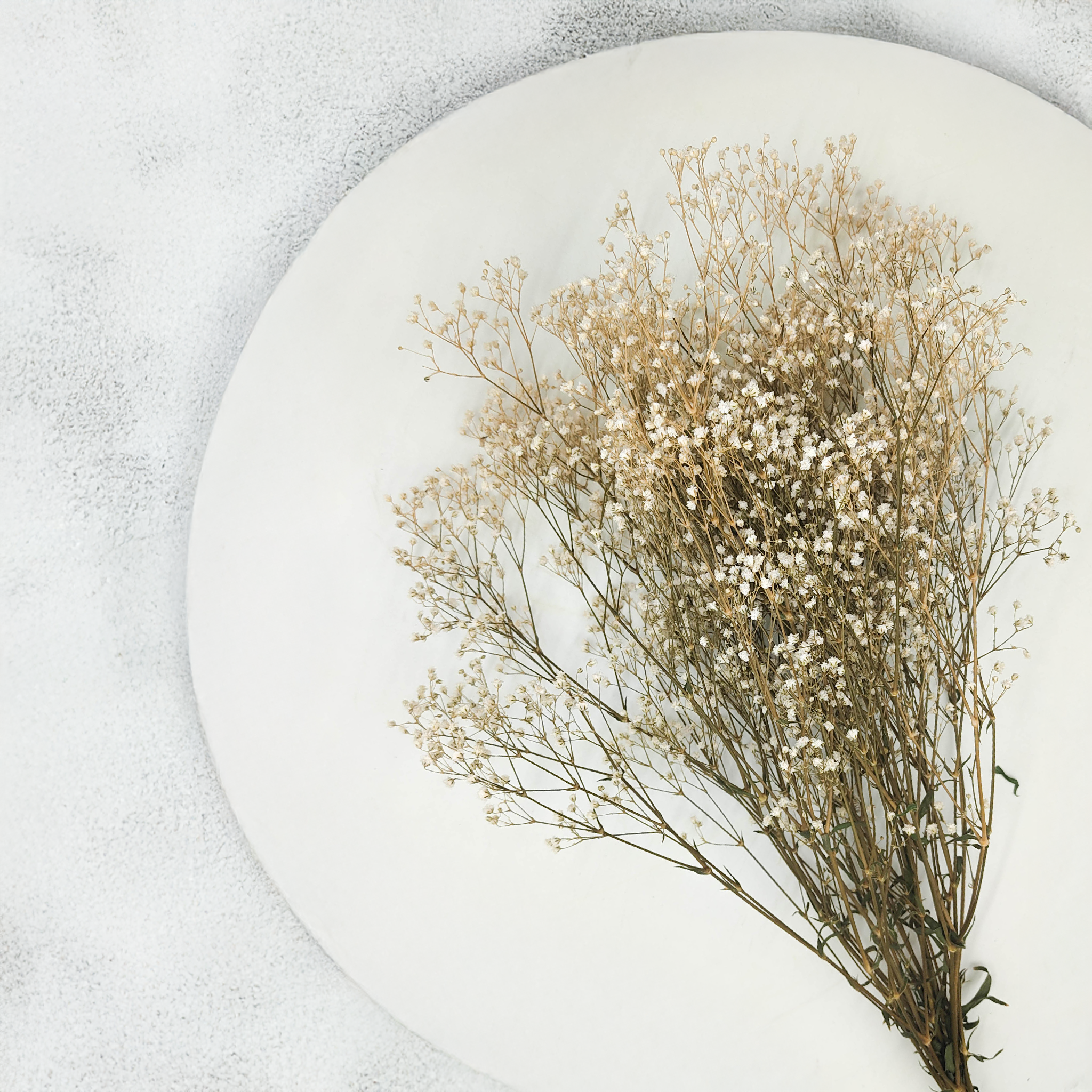 Preserved Gypsophila - Baby's Breath - White – moss-moss.eu