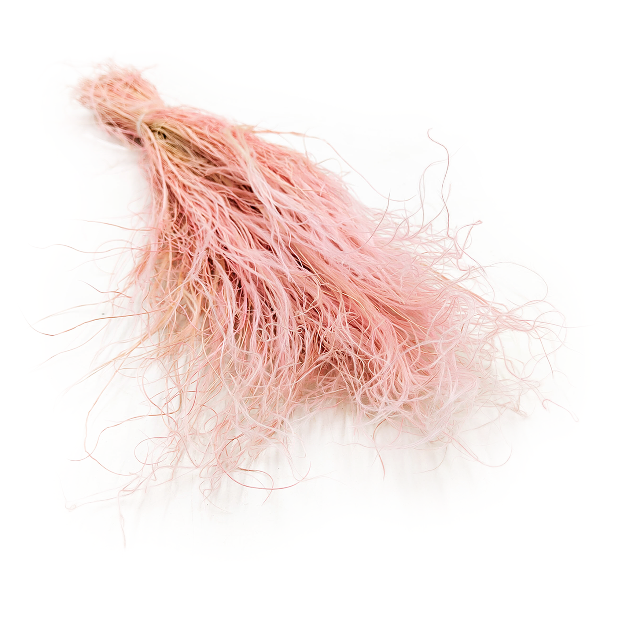 Feather Grass Dried - Stipa pennata - Heather