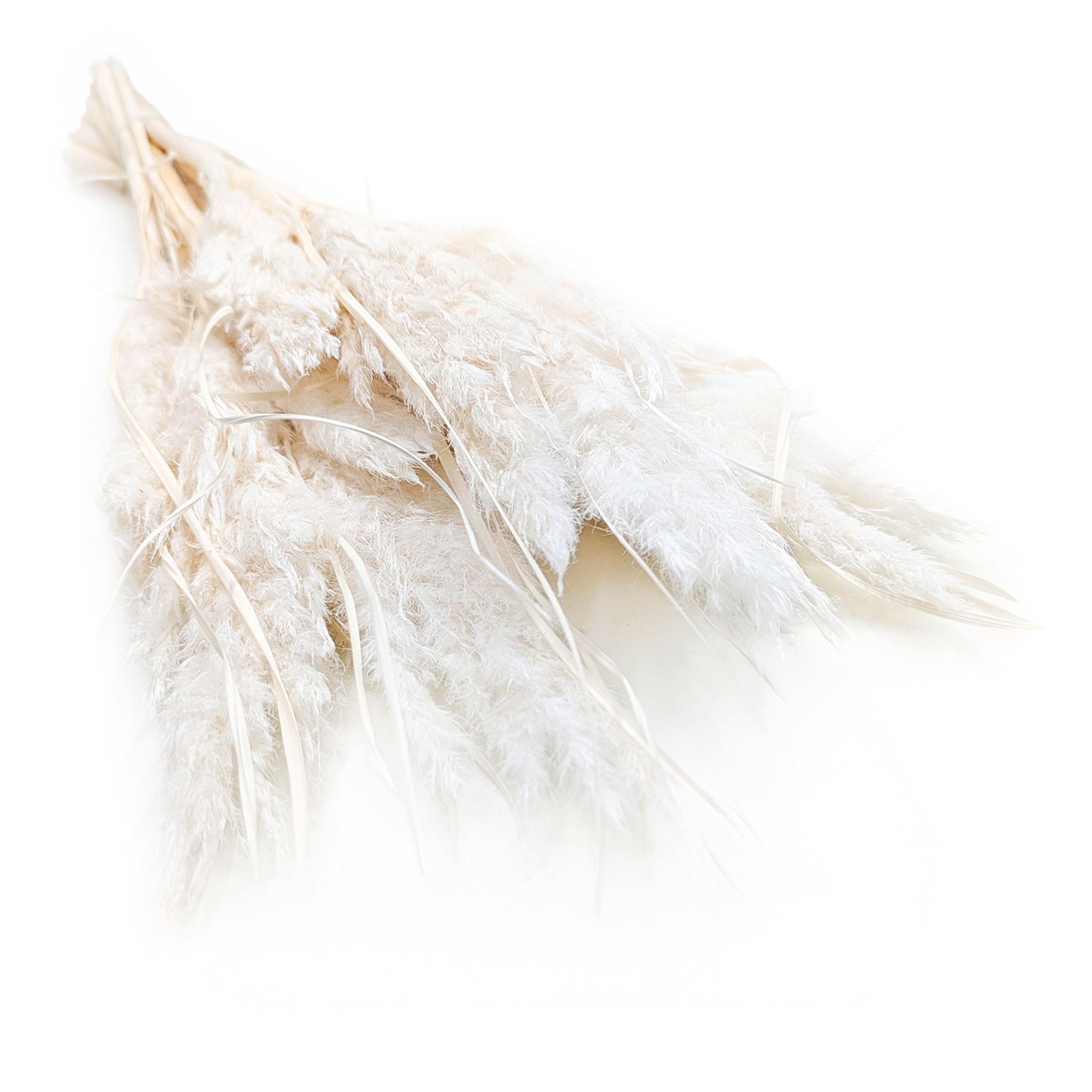 Mini Pampas Grass – Bleached – 10 pcs