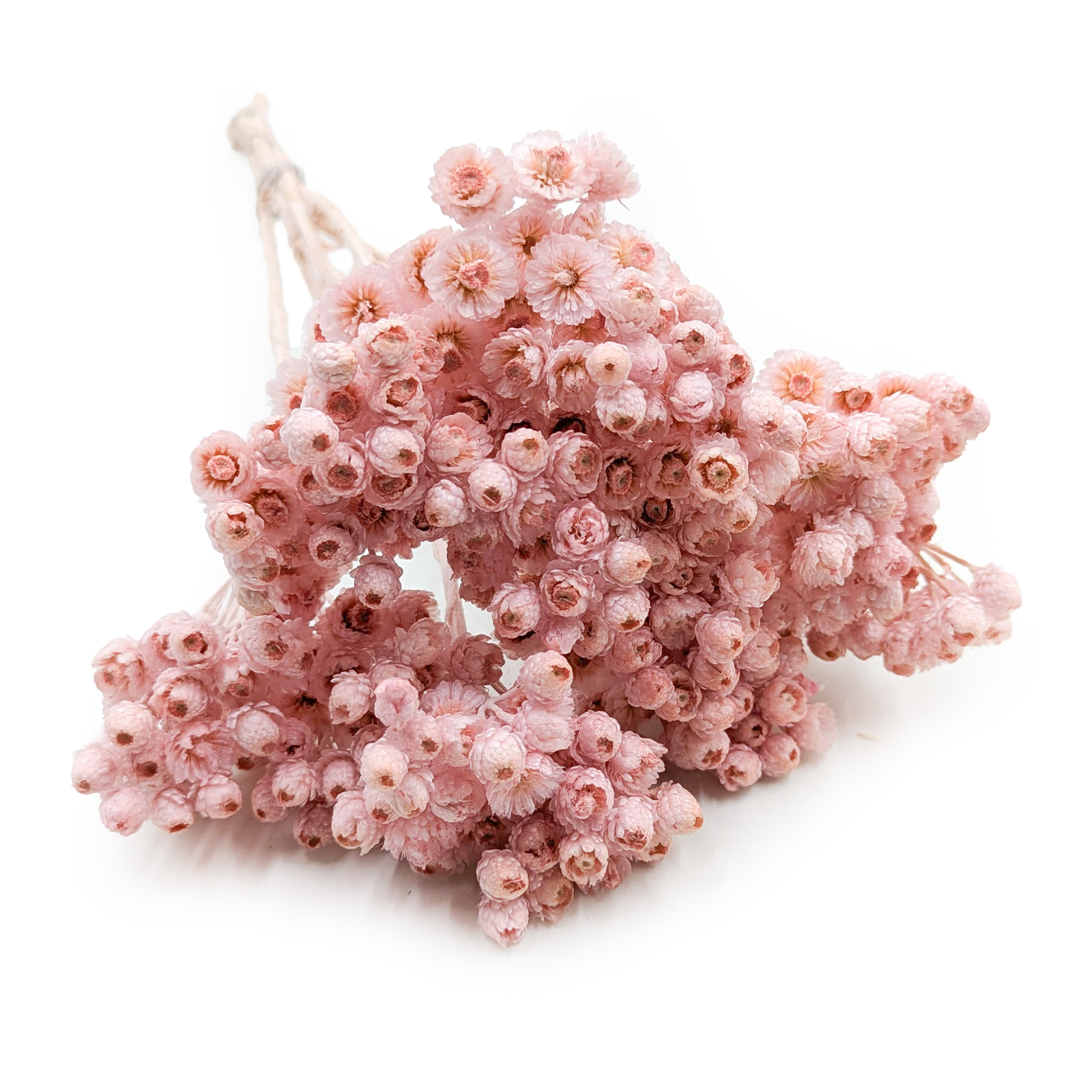 Dried helichrysum - (Helichrysum italicum) - Pink