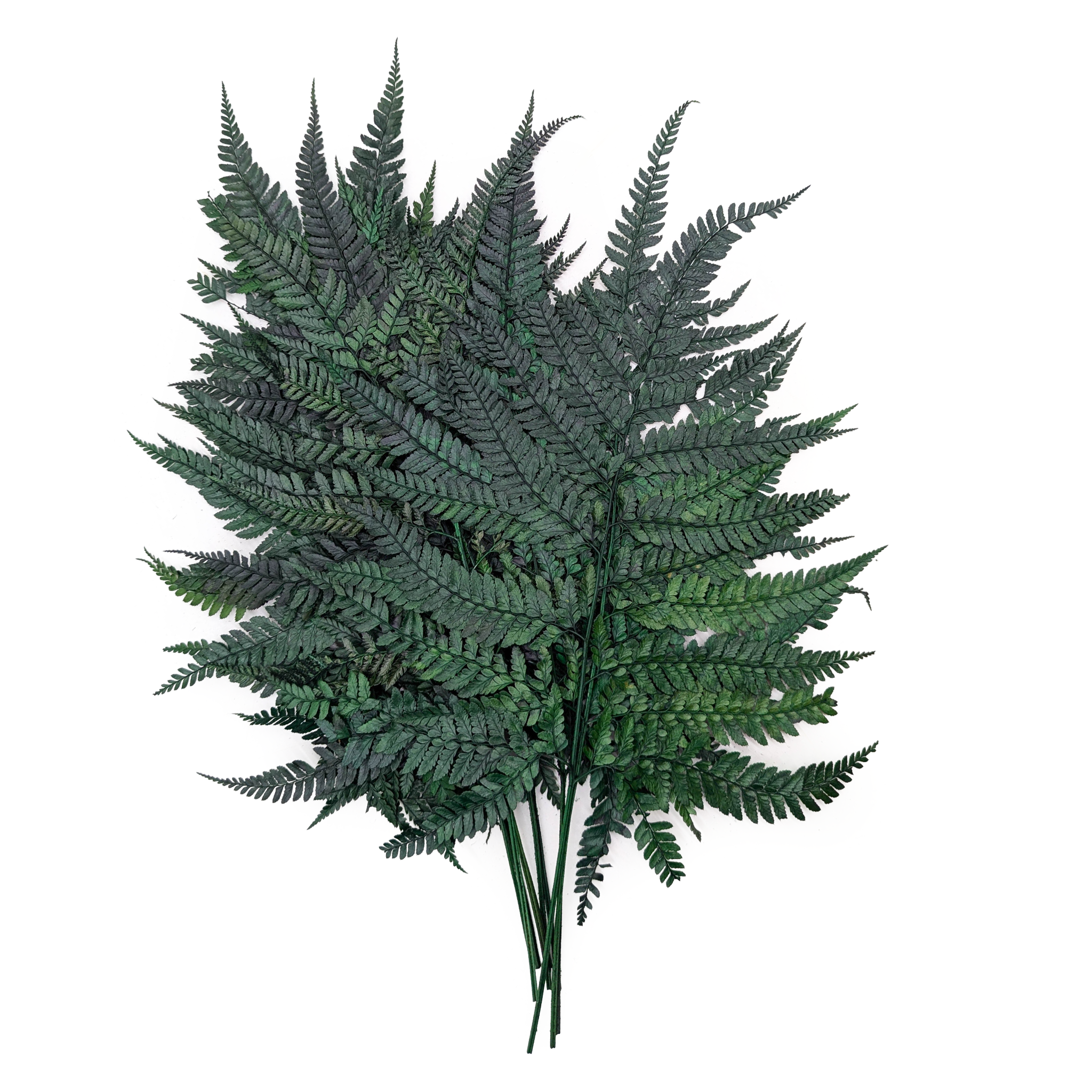 Preserved Fern - Leather Long fern - Green