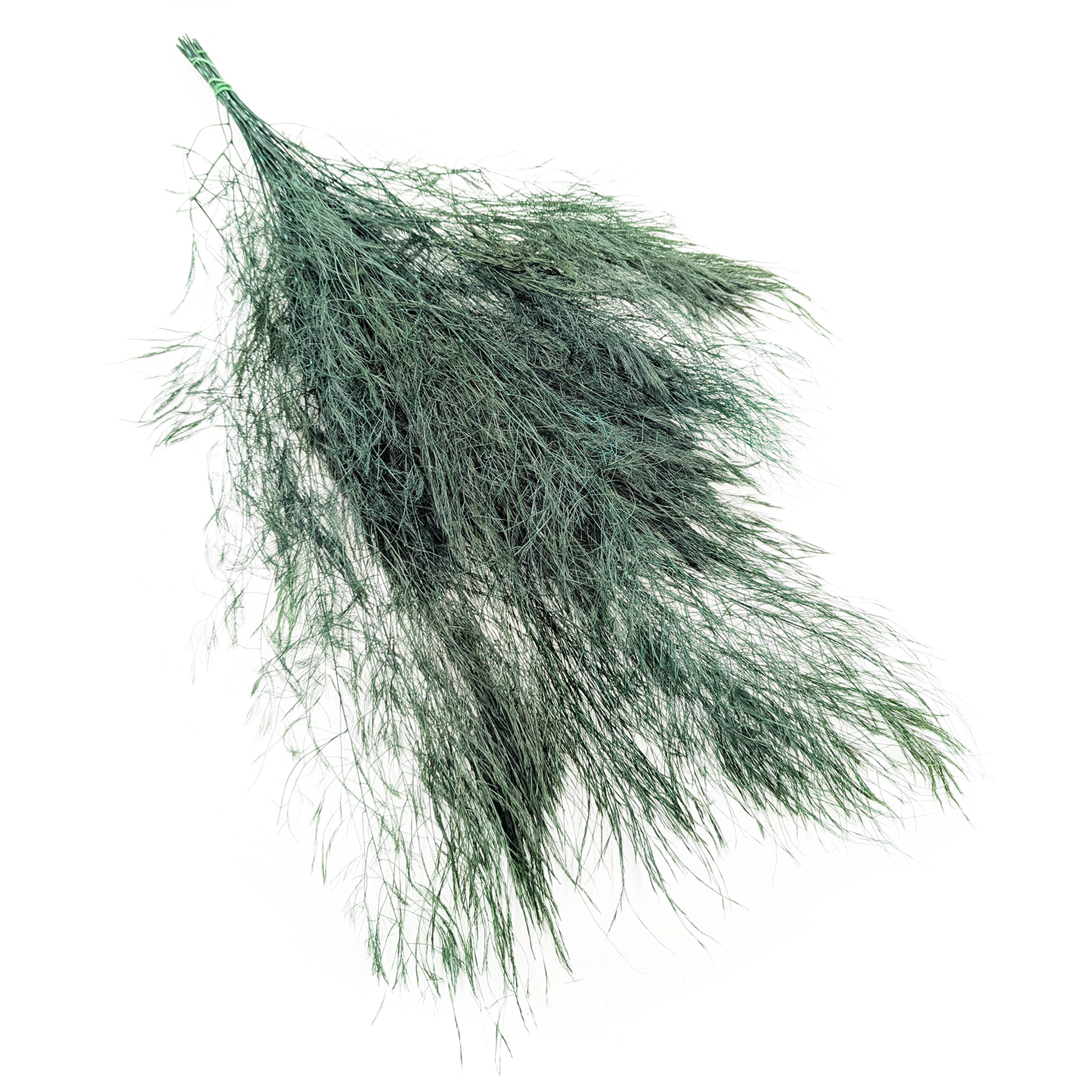 Preserved Fern - Tree Fern - Green