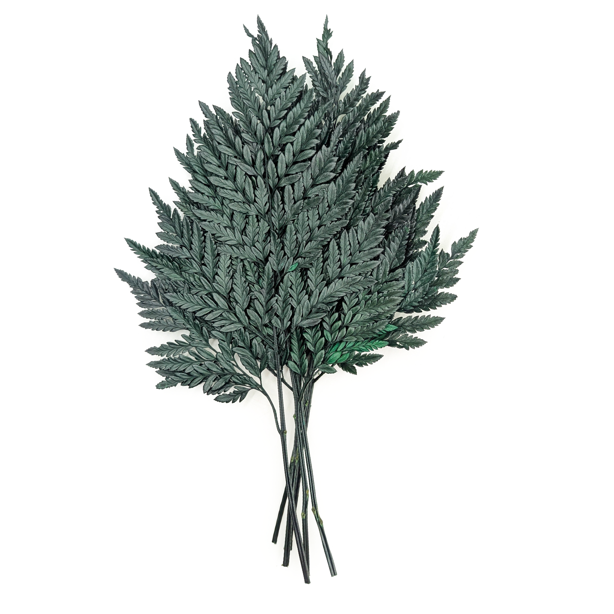 Preserved Fern - Leather Fern - Green