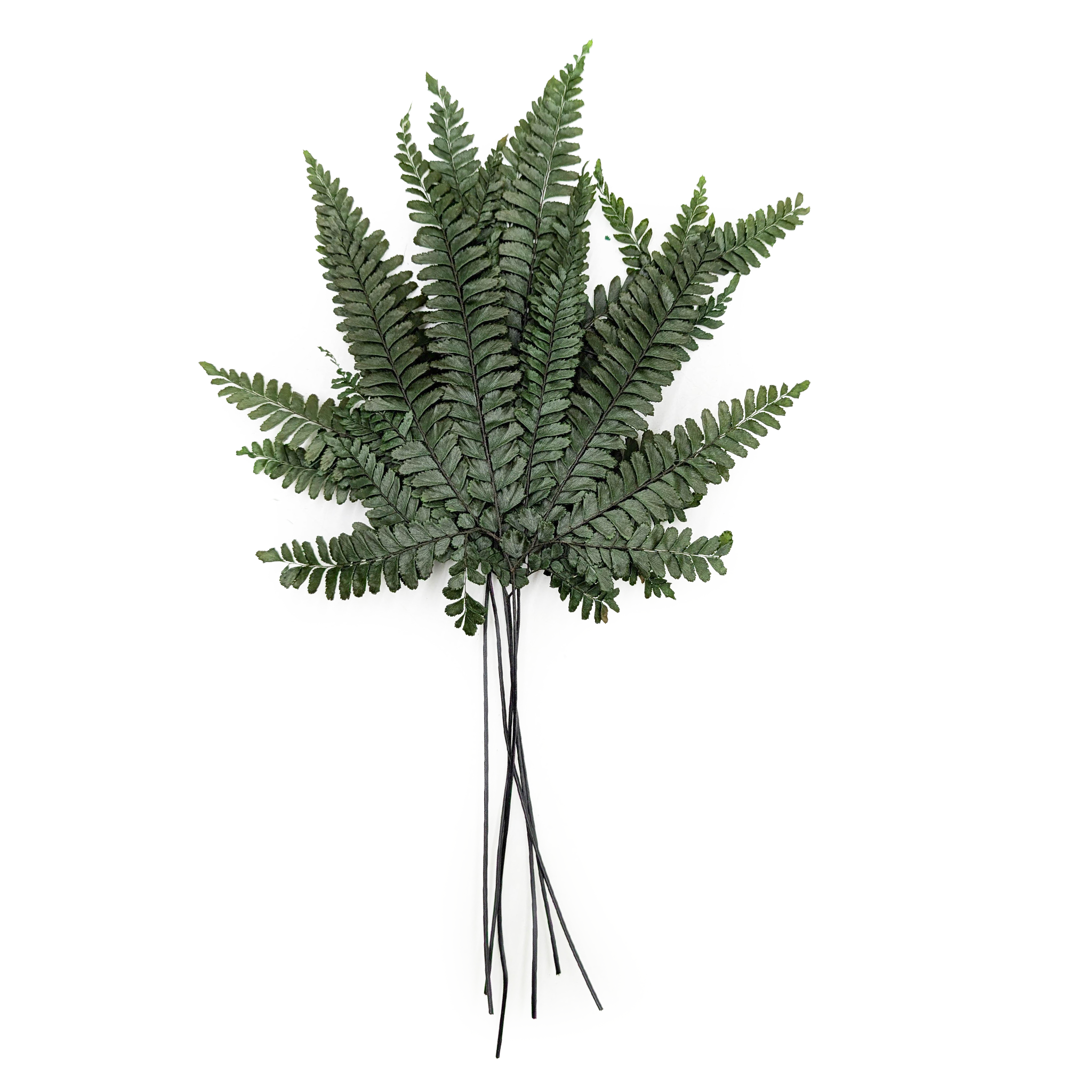 Preserved Fern - Felci fern - Green