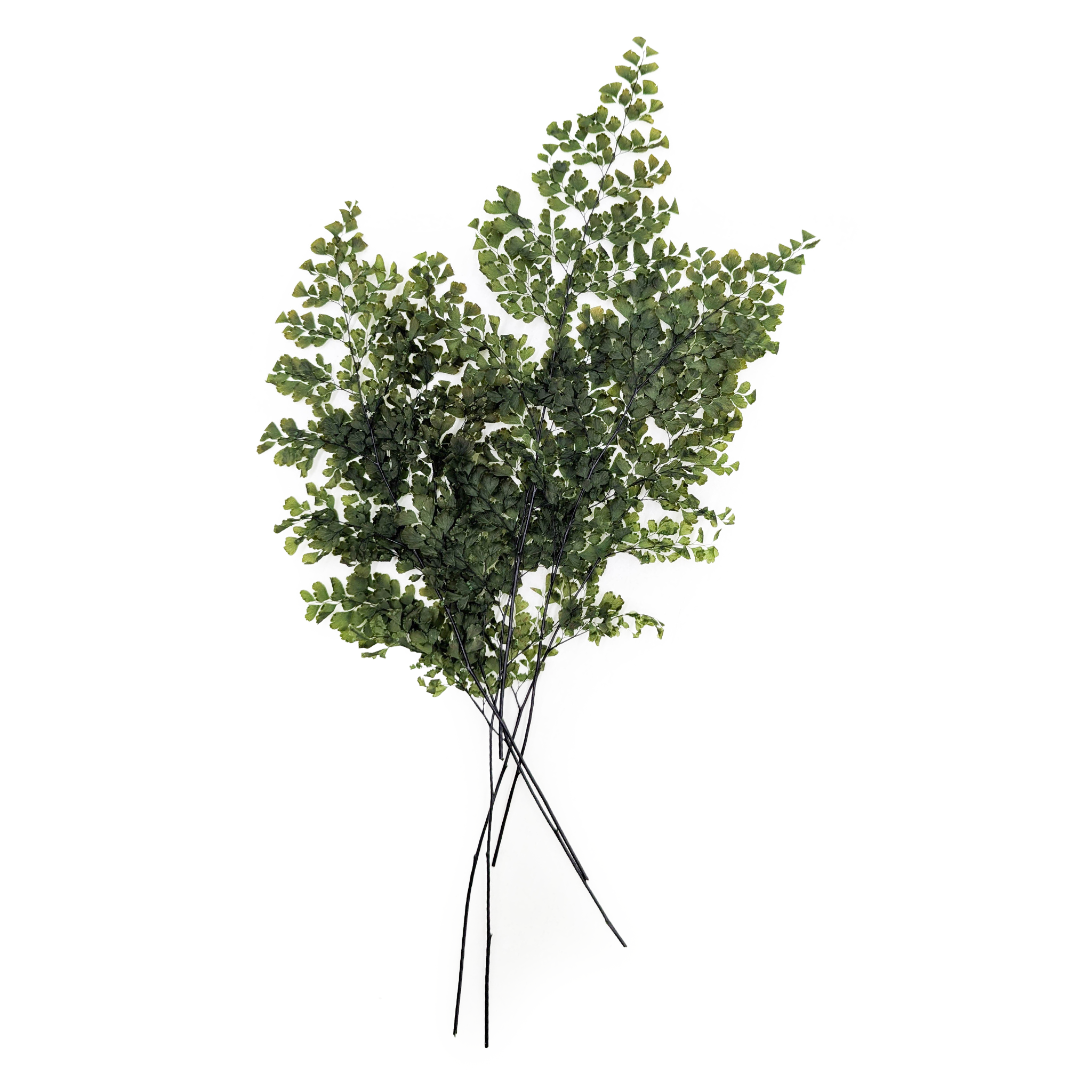 Preserved Fern - Adiantum fern - Green