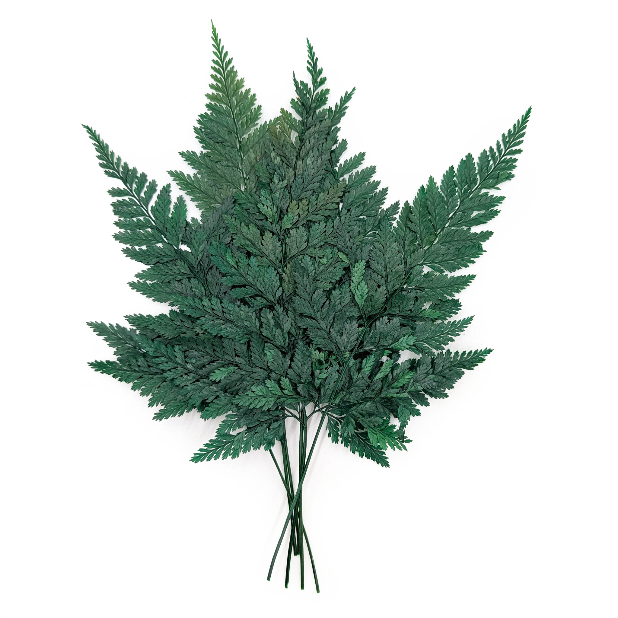Preserved Fern - Davallia fern - Green
