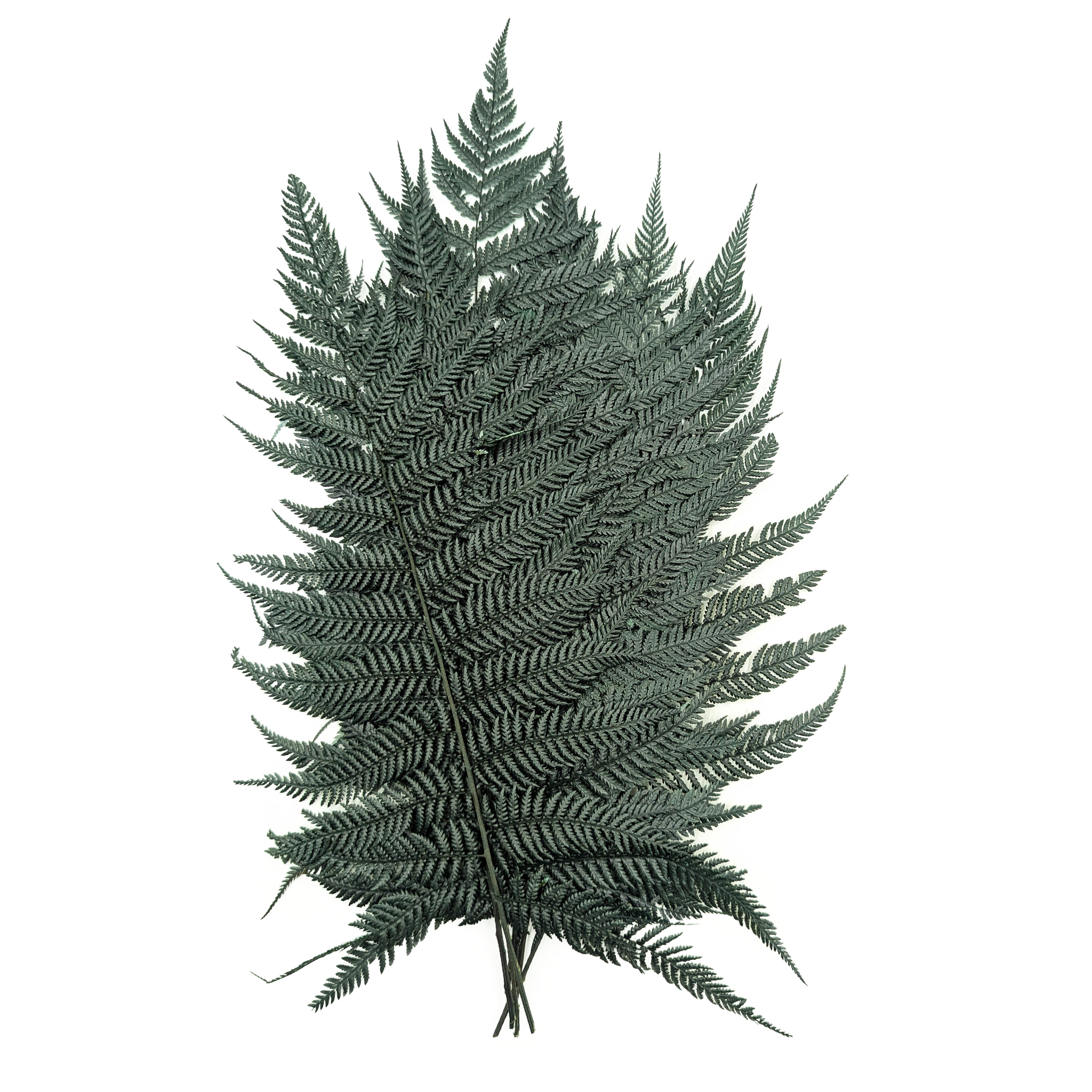 Preserved Fern - Brillant fern - Green