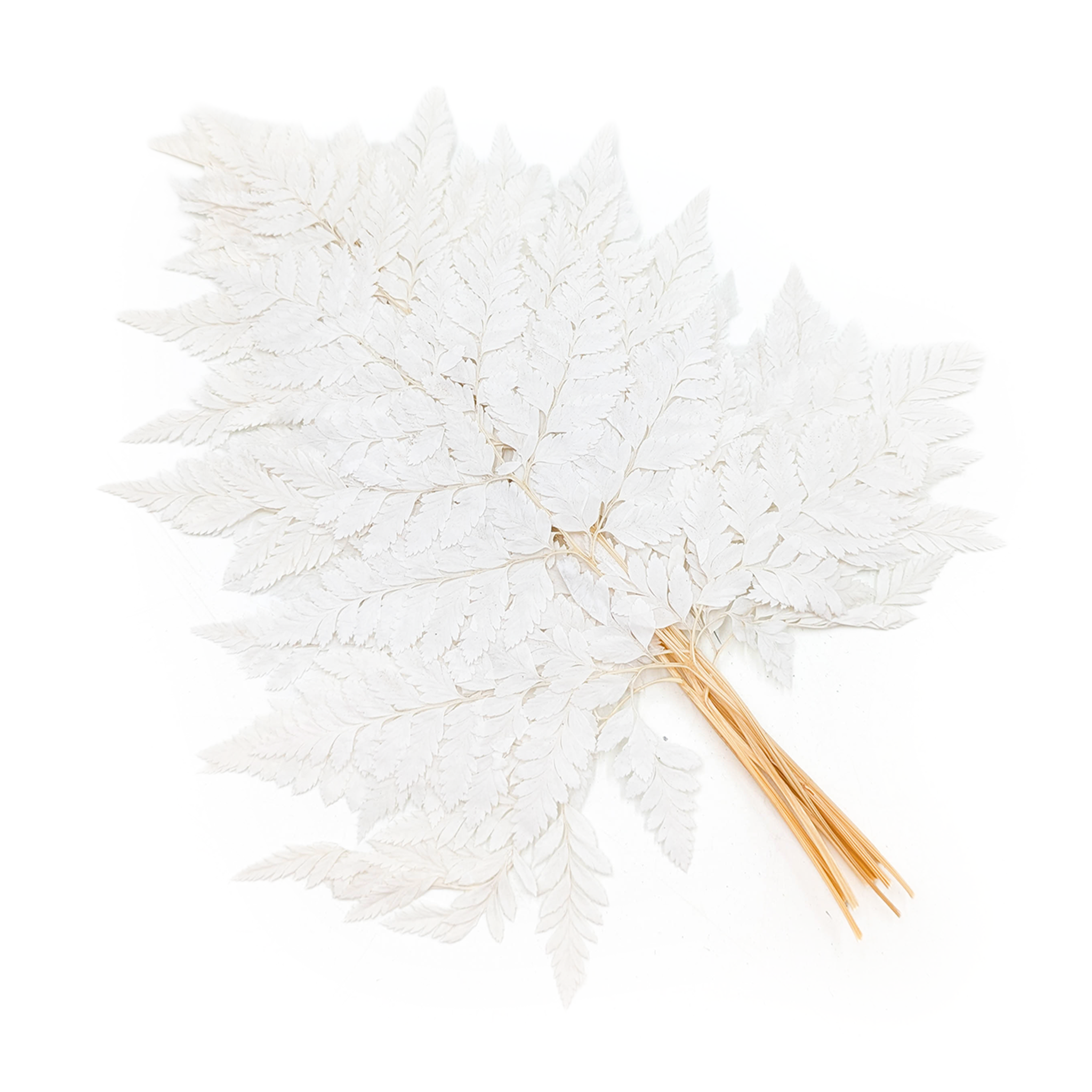Preserved Fern - Leather Long fern - Bleached