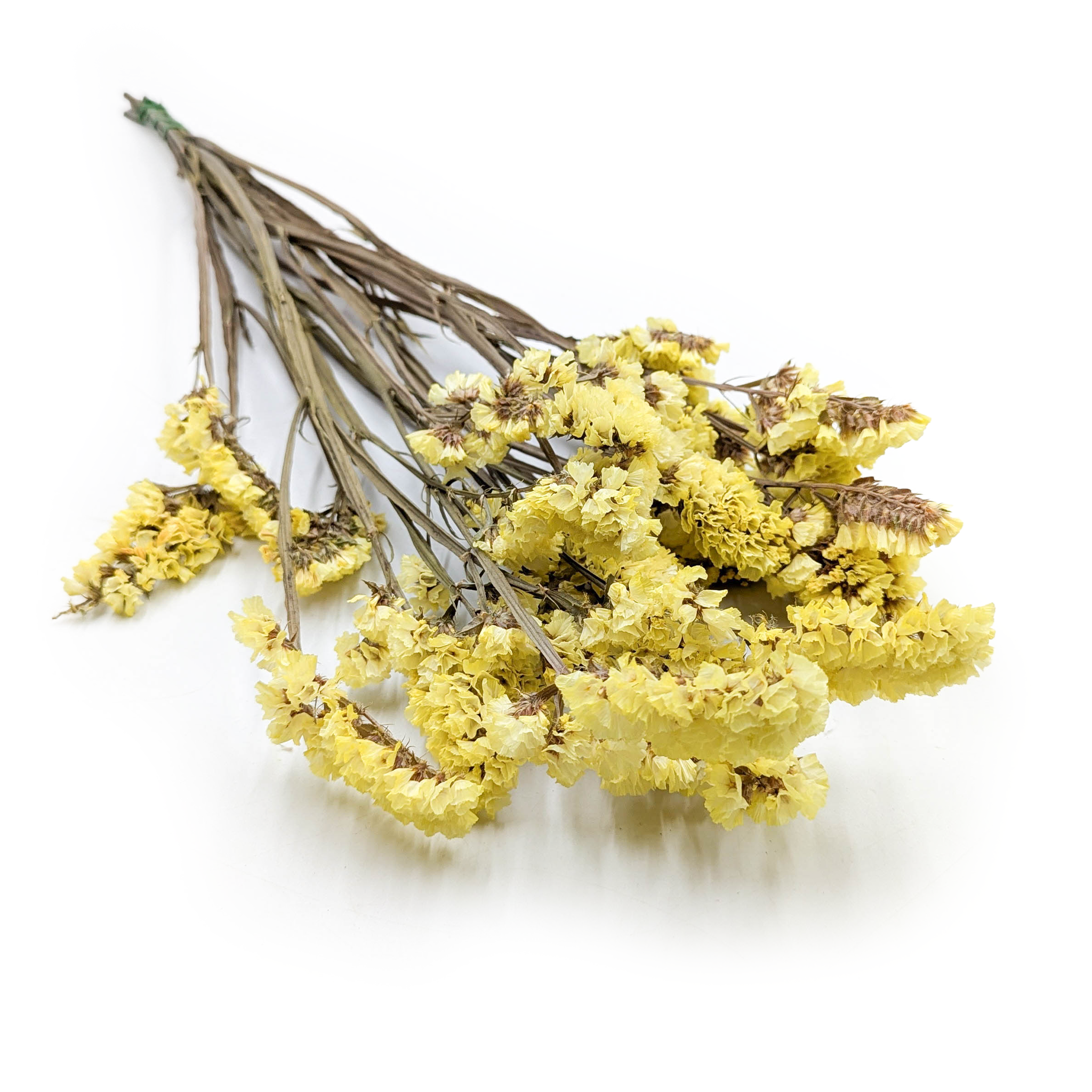 Preserved Statice - (Limonium sinuatum) - Yellow