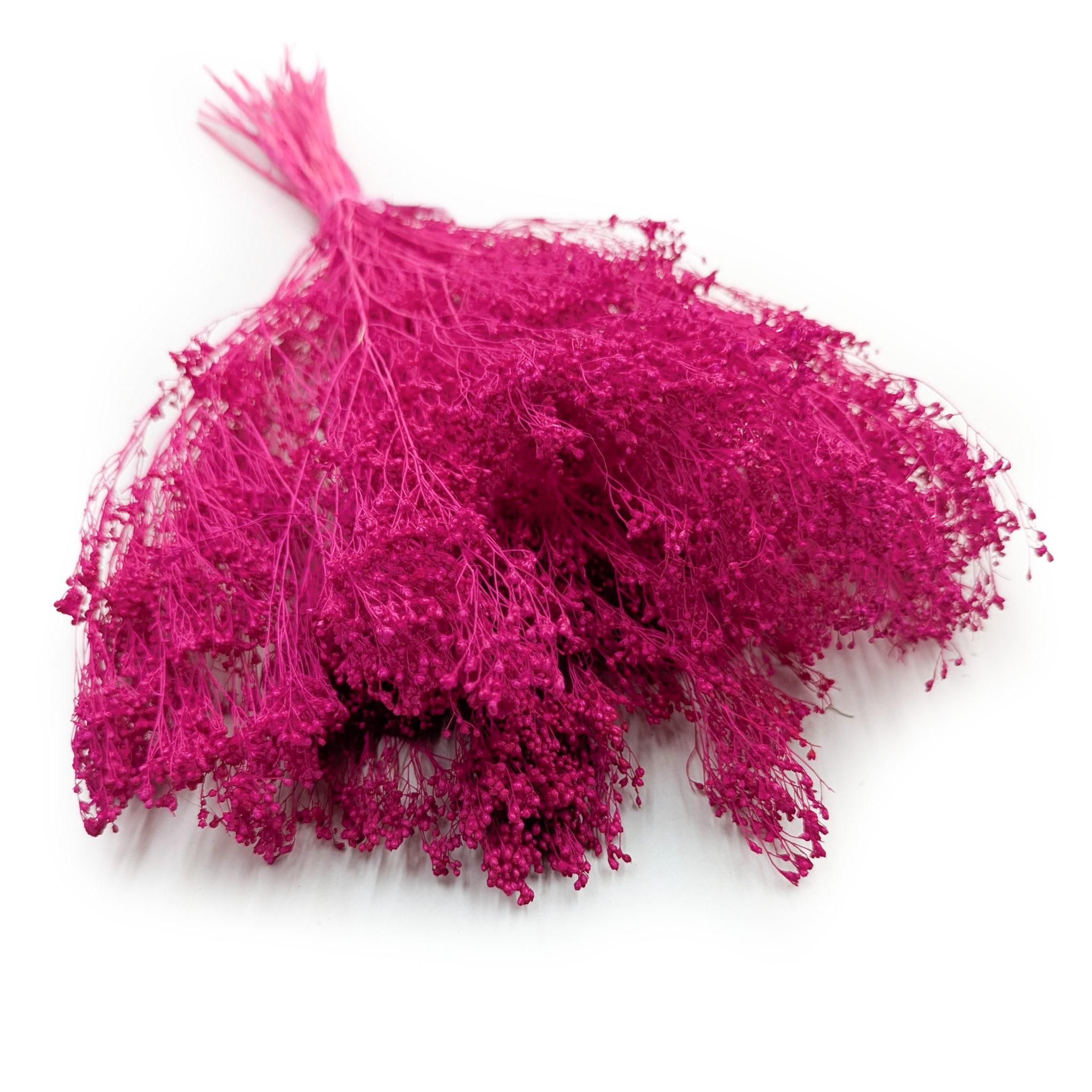 Broom Bloom ( Cytisus Scoparius) – Fuchsia