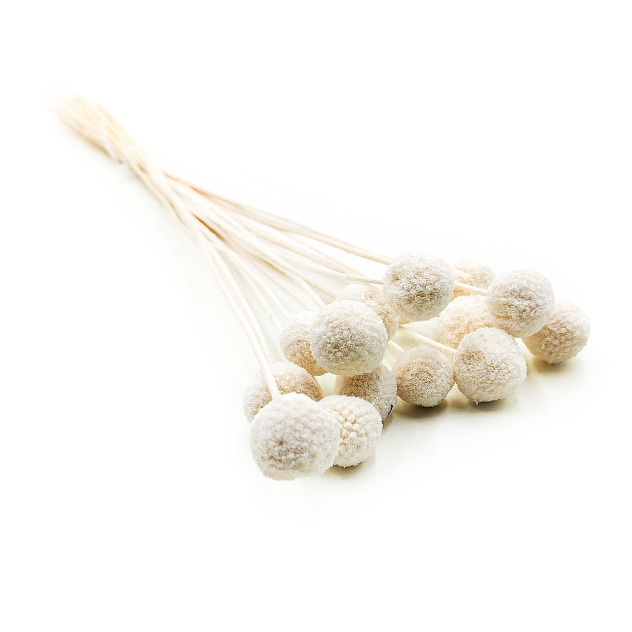 Bleached Craspedia - (Natural Extra Craspedia) - Bouquet of 15pcs
