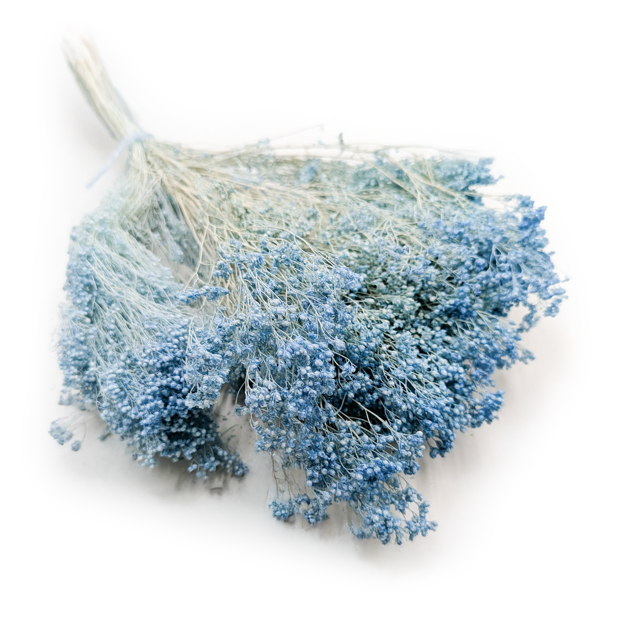 Broom Bloom ( Cytisus Scoparius) – Sky Blue