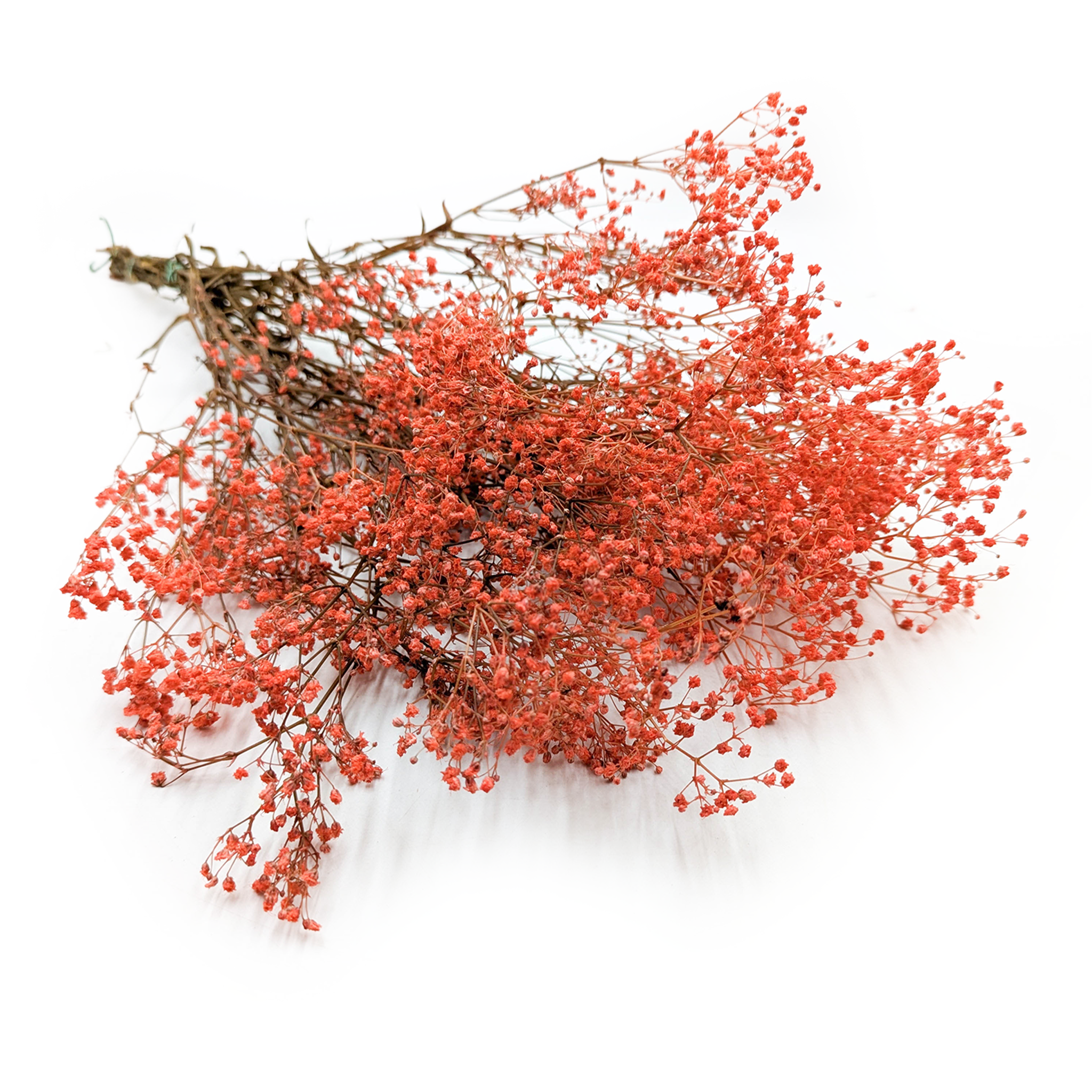 Stabilized Gypsophila - (gypsophila) - Pastel Orange