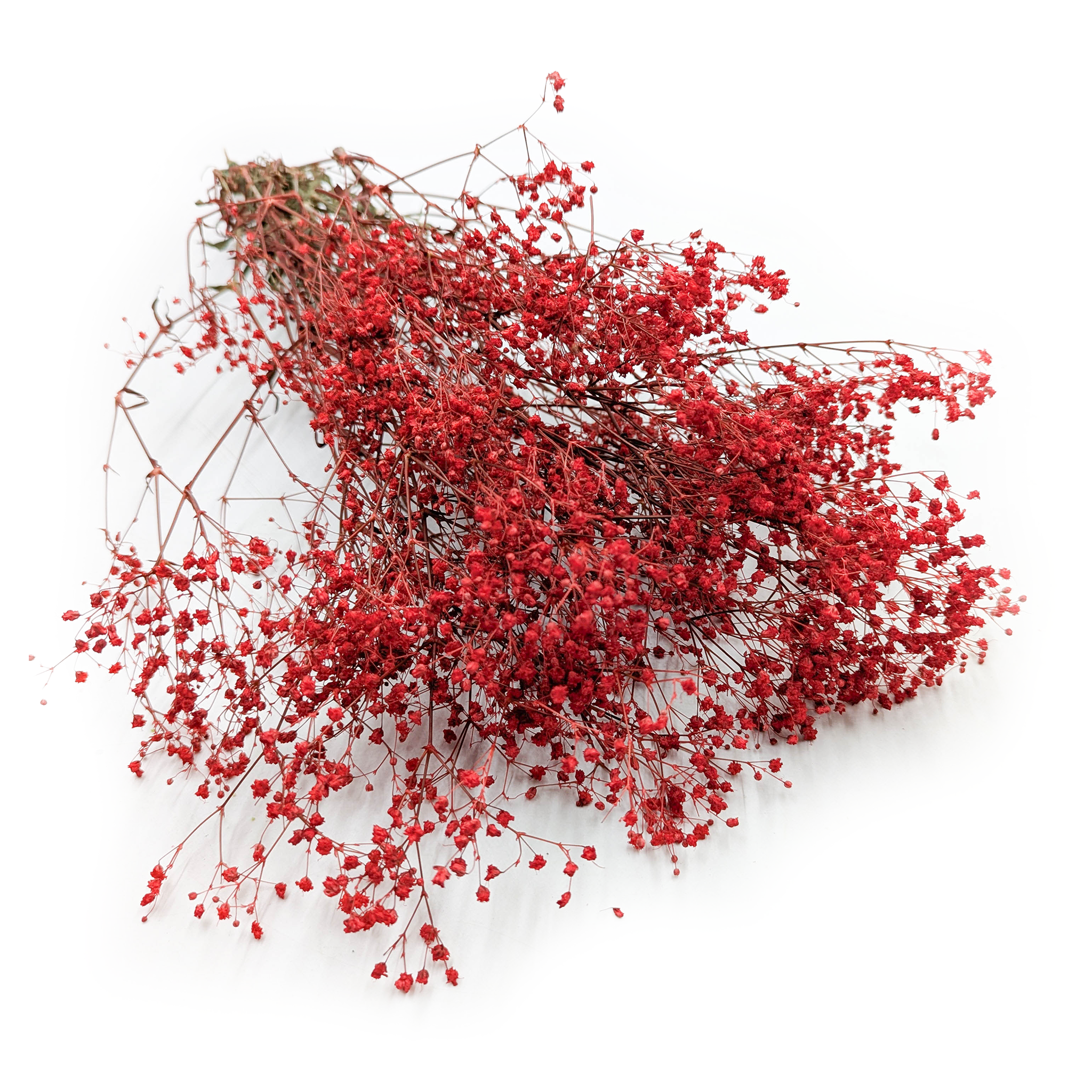 Preserved Gypsophila - Baby's Breath - Pastel Red