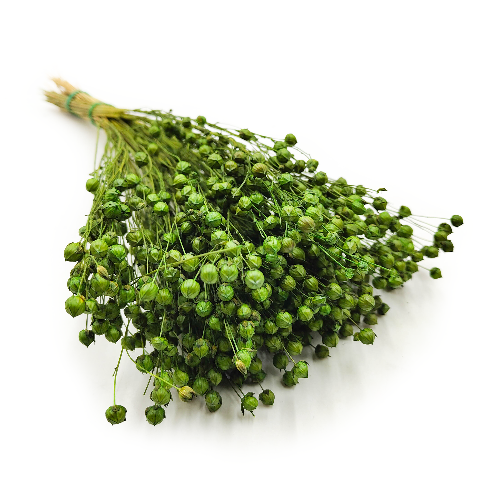 Dried Flax (Linum) - Bottle green