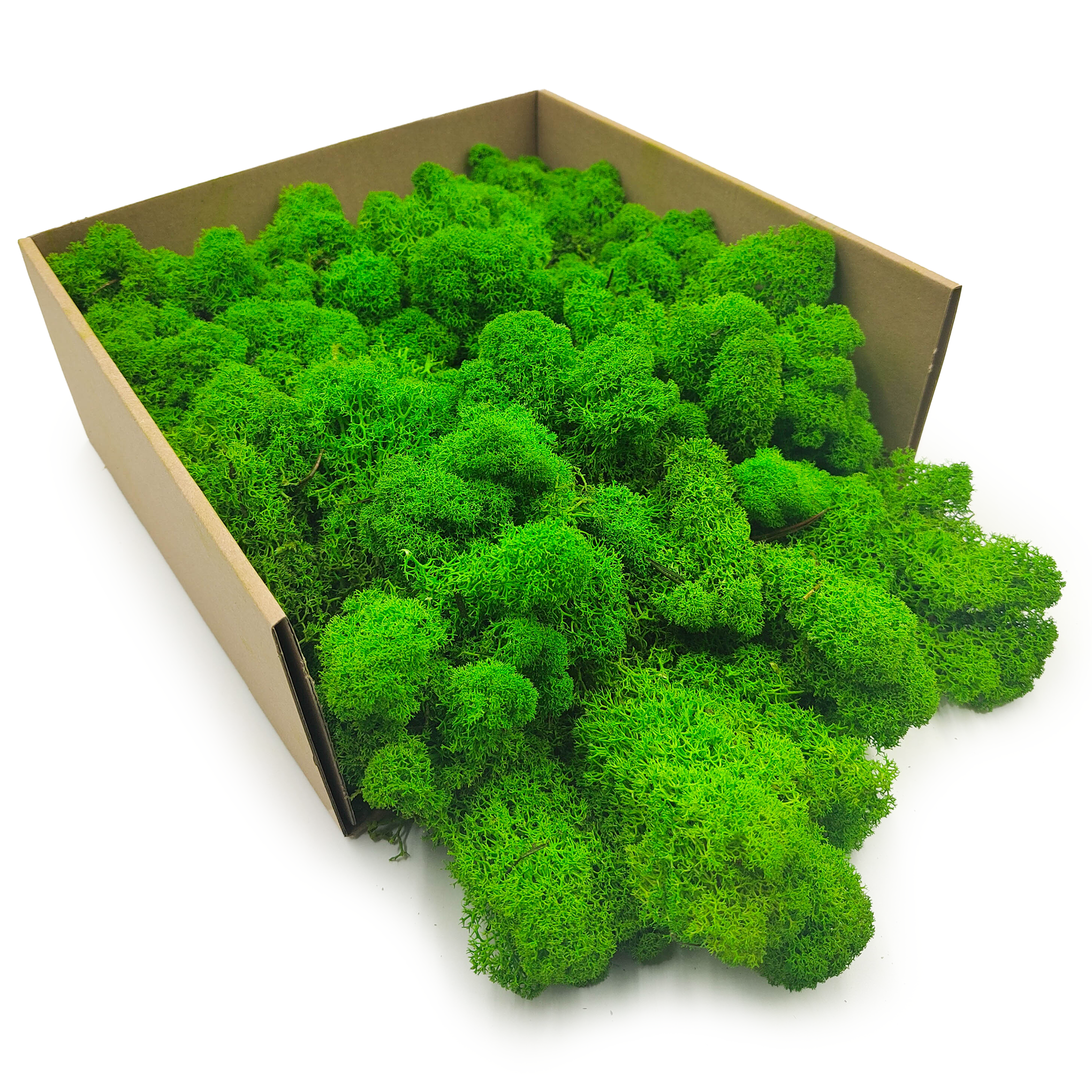 Reindeer Moss – Finnish – Purified – Summer Green – 250g NET