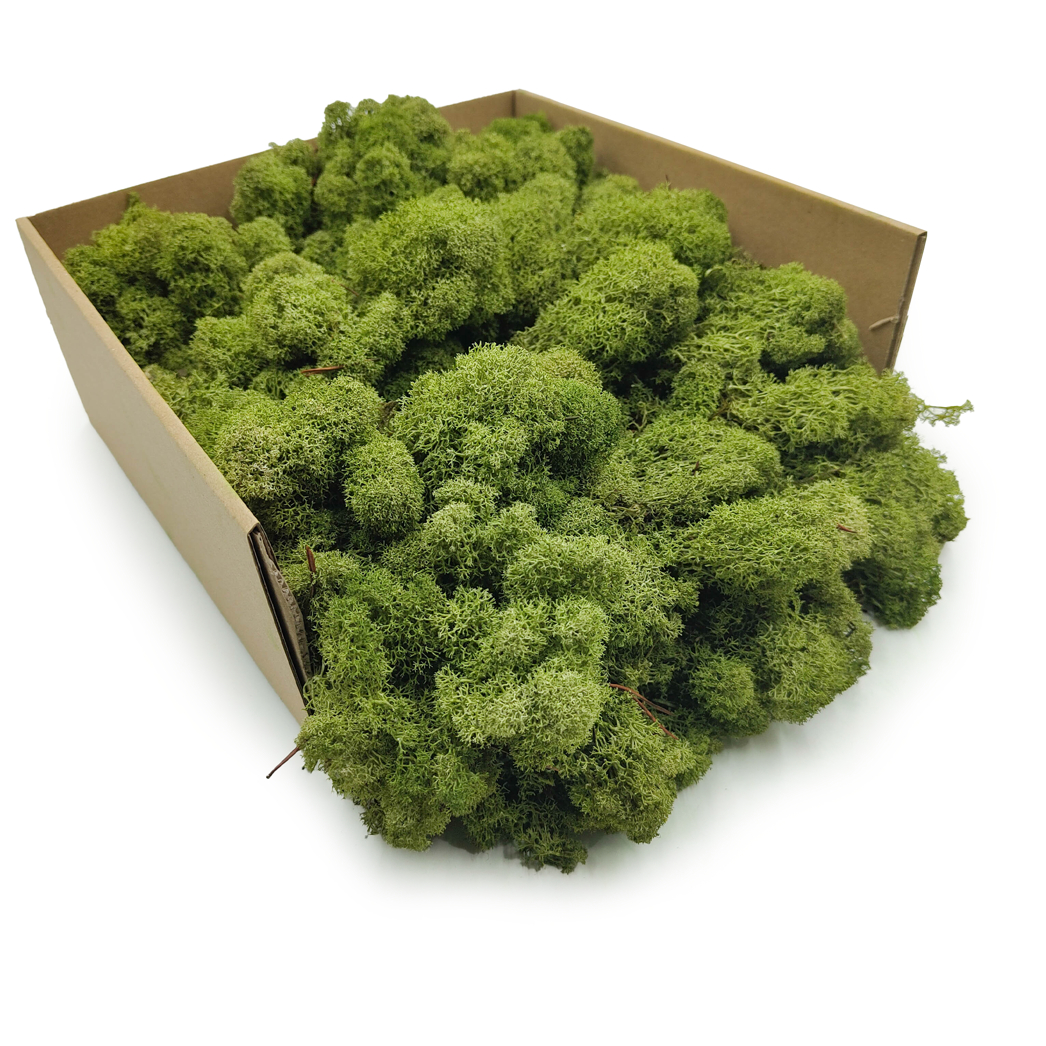 Reindeer Moss - Purified - Finnish - Medium Green 2KG NET