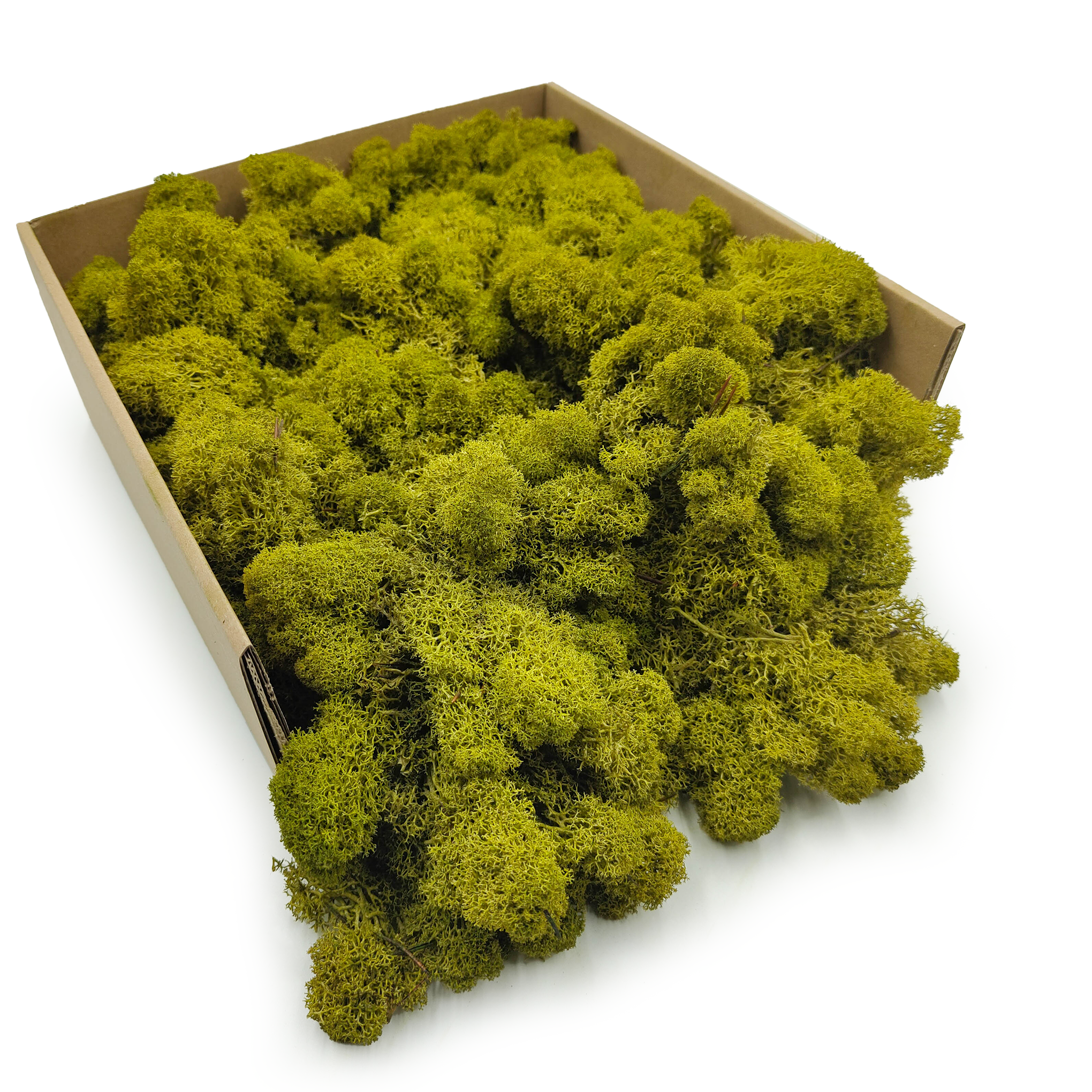 Reindeer Moss – Finnish – Purified – Olive – 50g NET