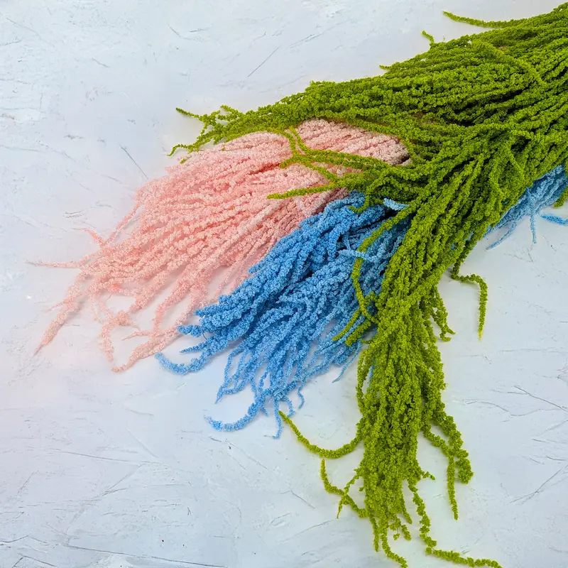 Preserved Amaranthus Royal – impressive length and cascading effect